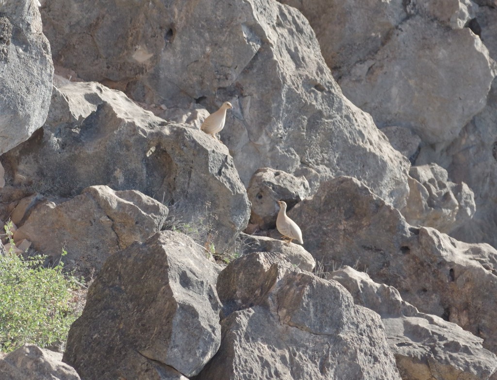 Sand Partridge