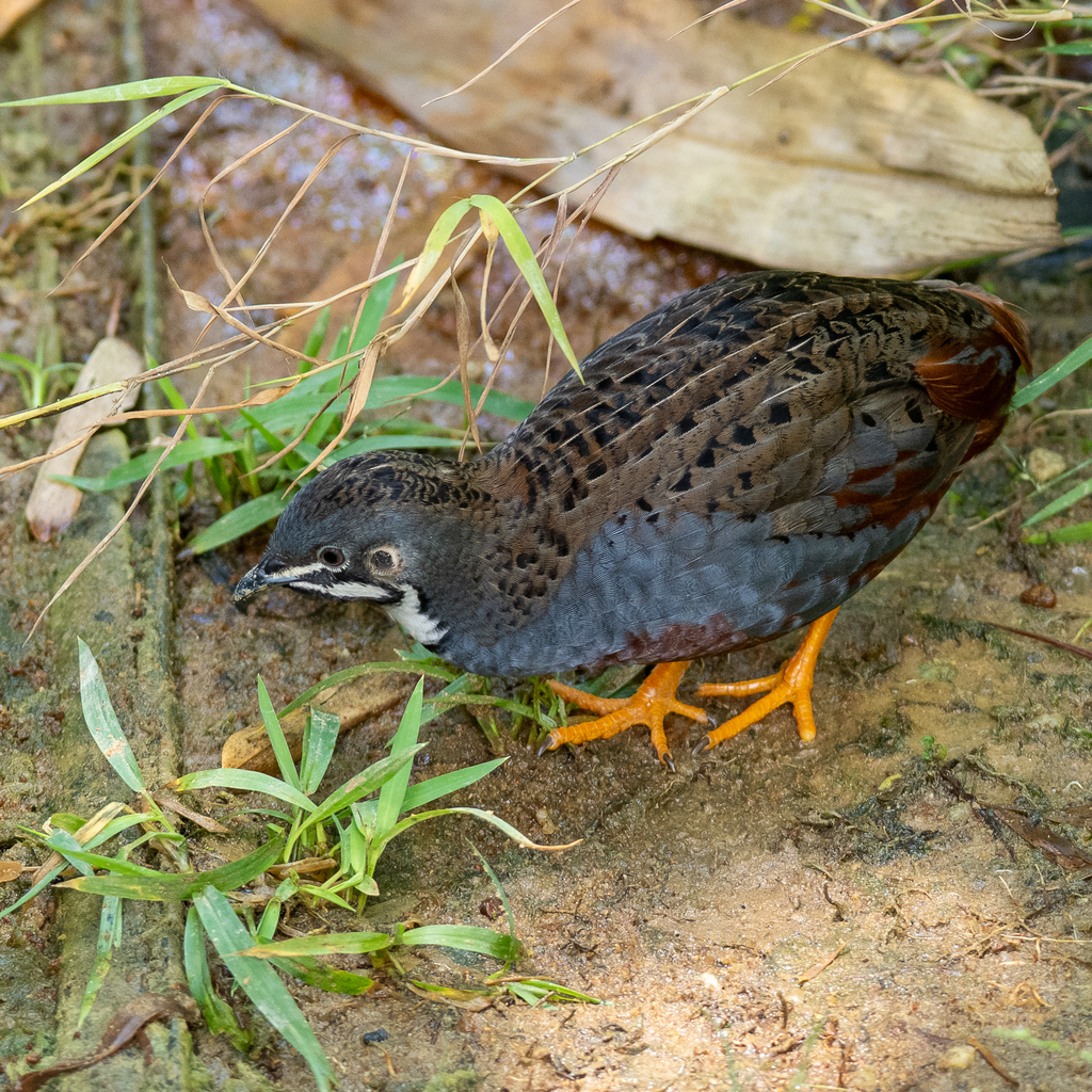 King Quail