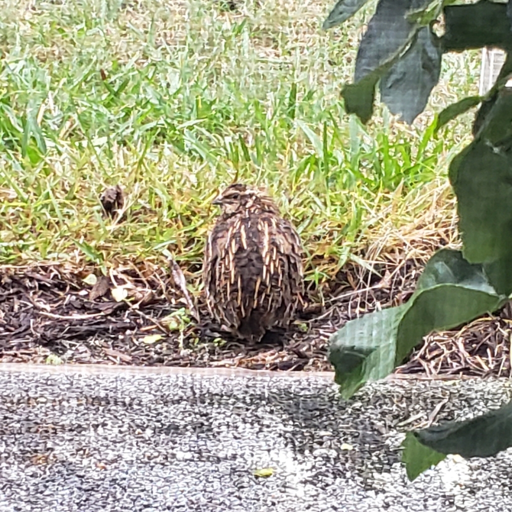 Japanese Quail