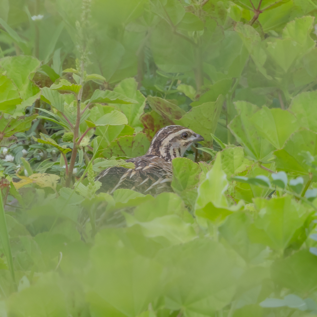 Rain Quail