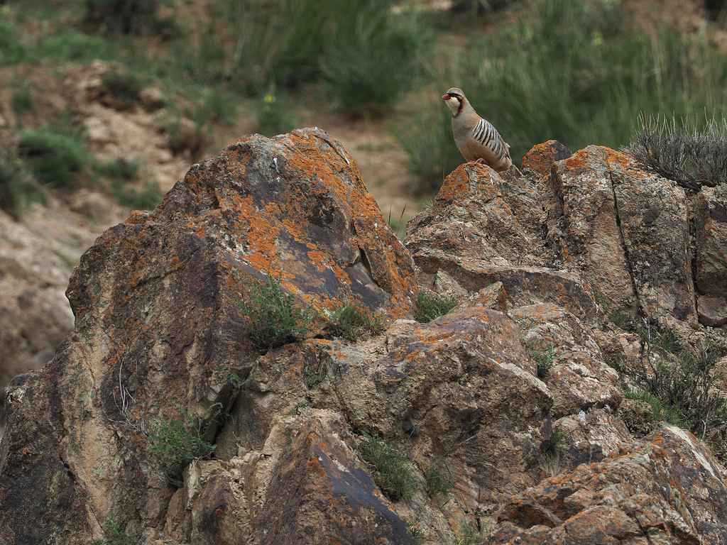 Przevalski’s Partridge