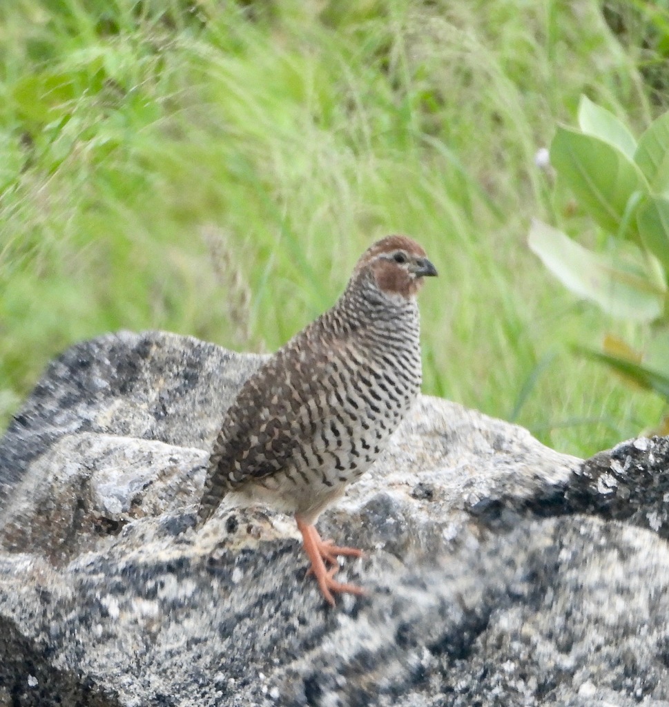 Rock Bush Quail