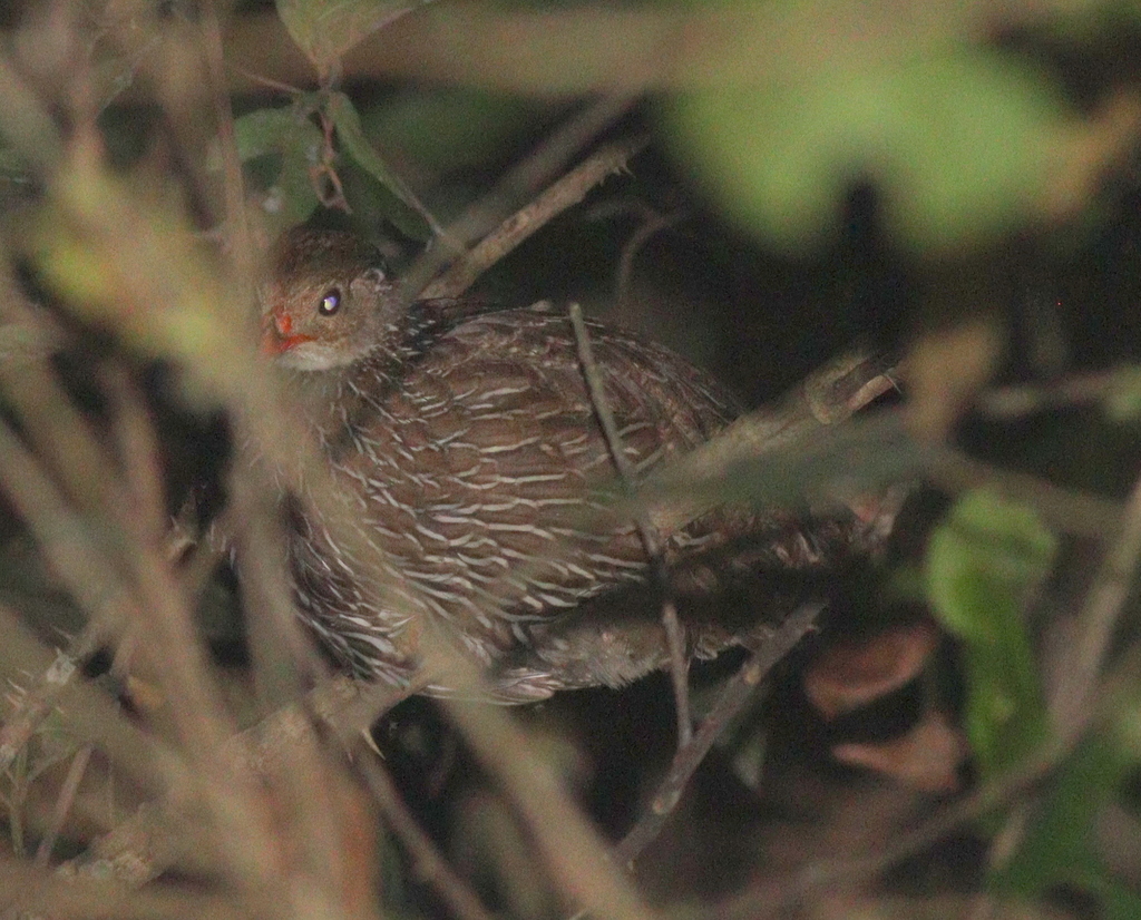 Ahanta Spurfowl