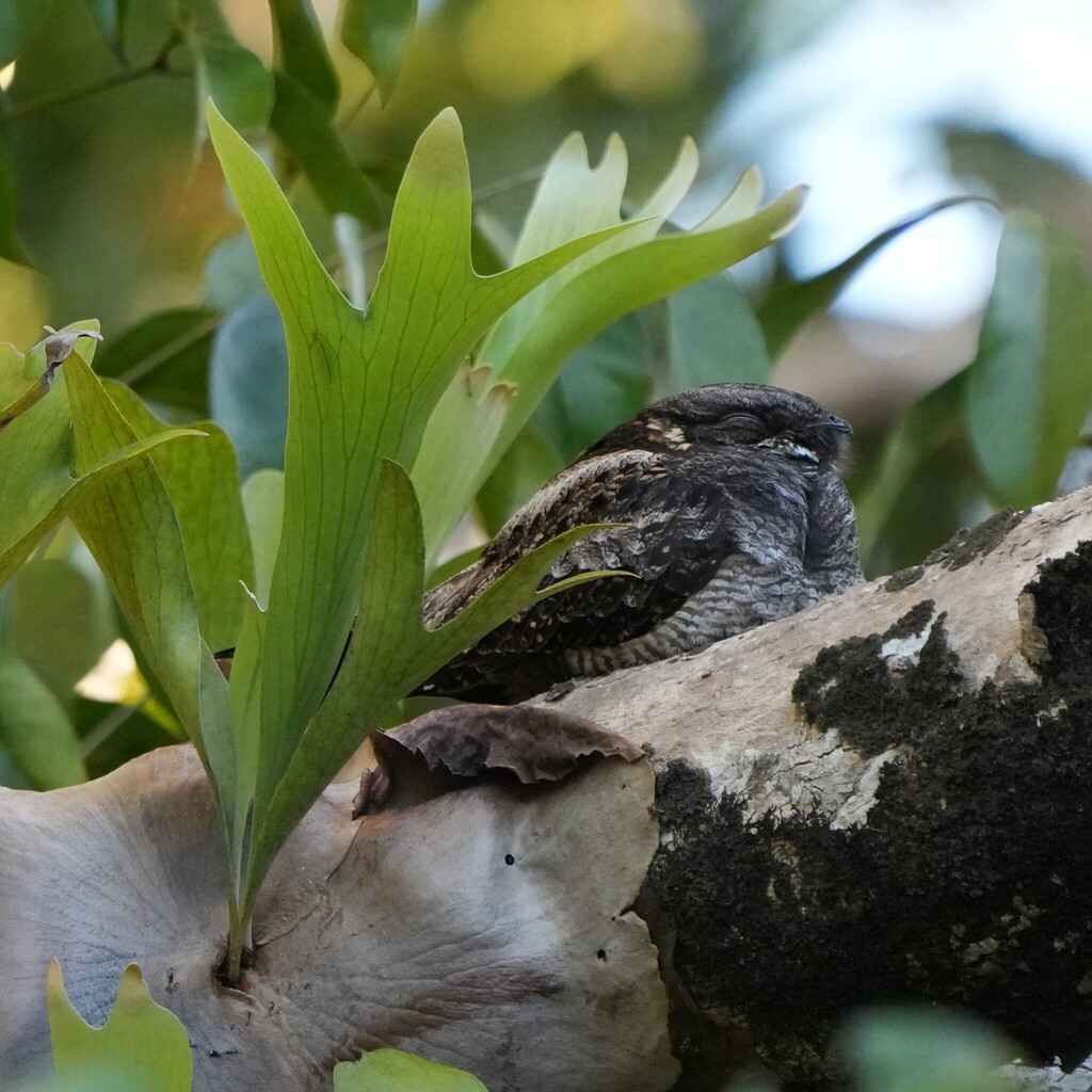 White-throated Nightjar