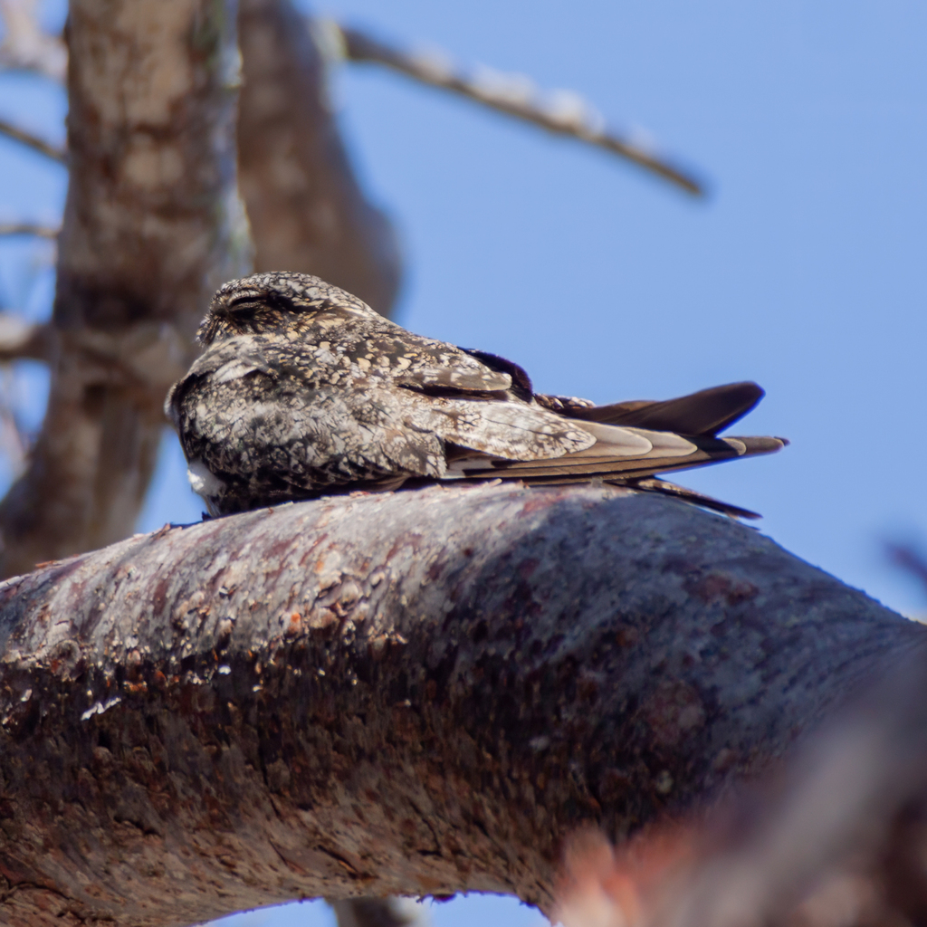 Antillean Nighthawk