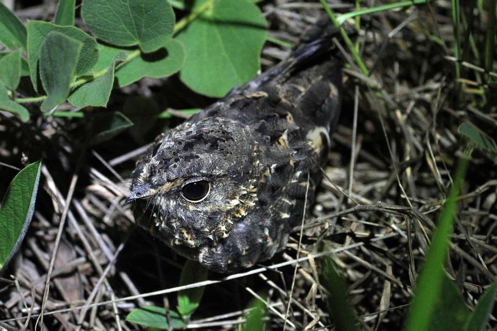 Sickle-winged Nightjar