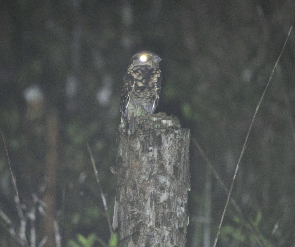 Long-trained Nightjar