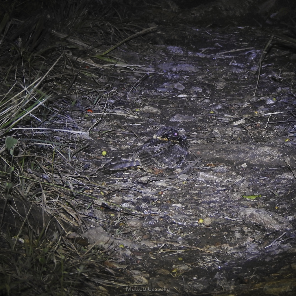 Buff-collared Nightjar