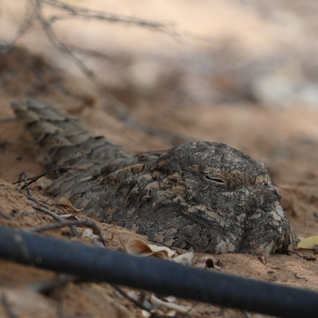 Egyptian Nightjar