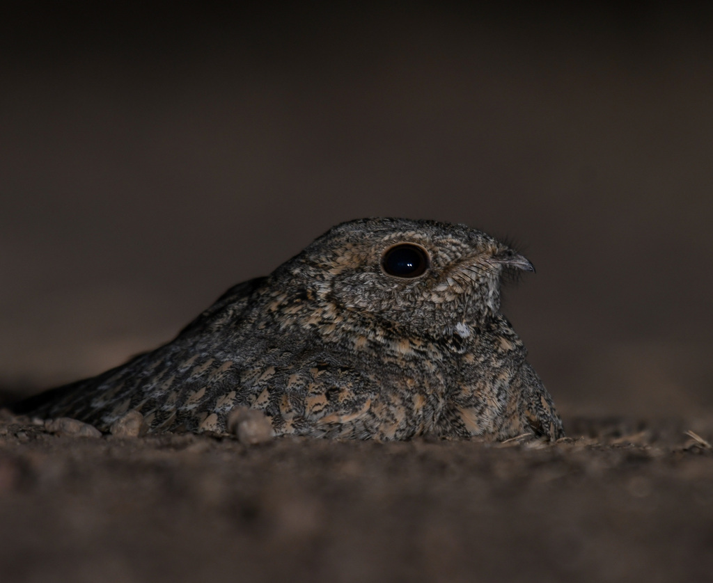 Sykes’s Nightjar