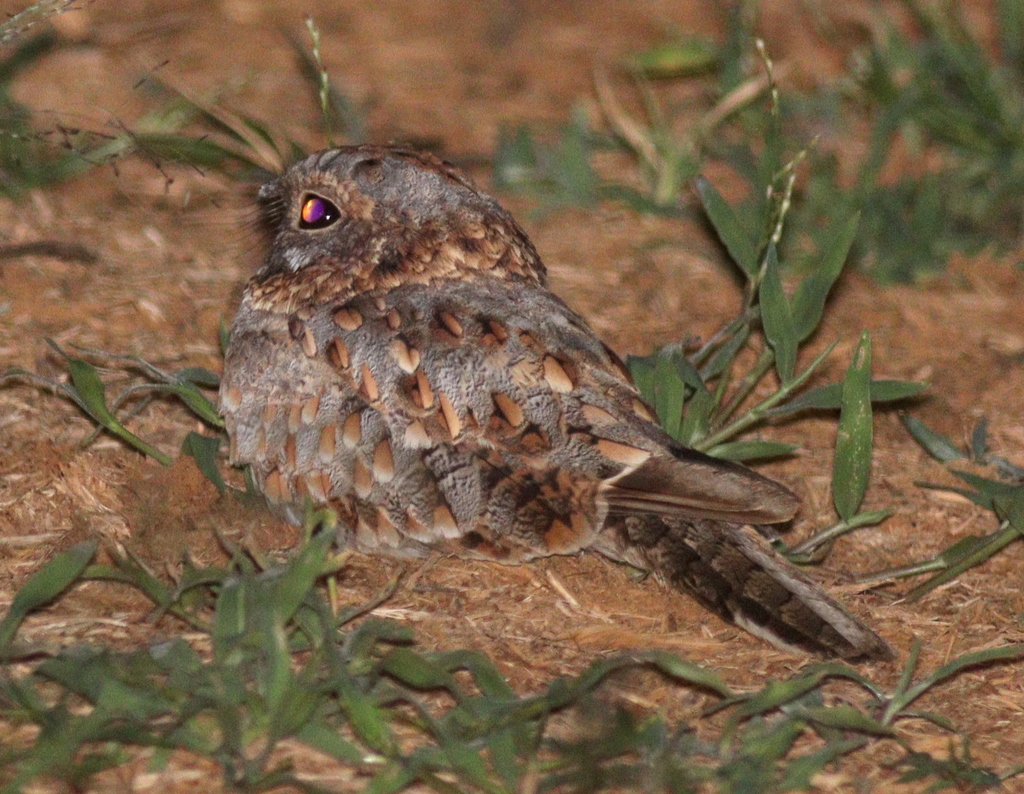 Nubian Nightjar