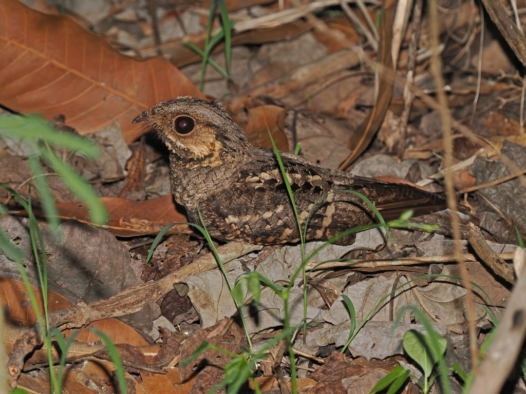 Mees’s Nightjar