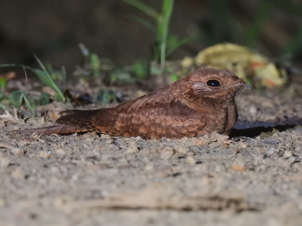Plain Nightjar