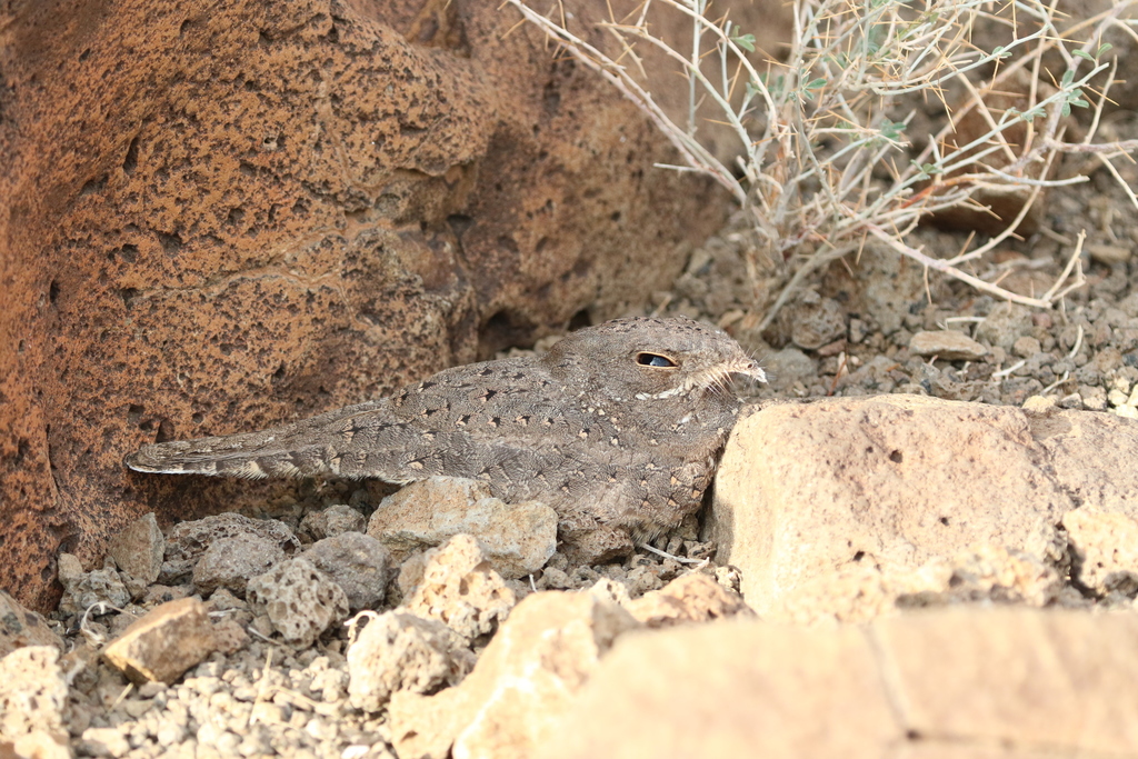 Star-spotted Nightjar