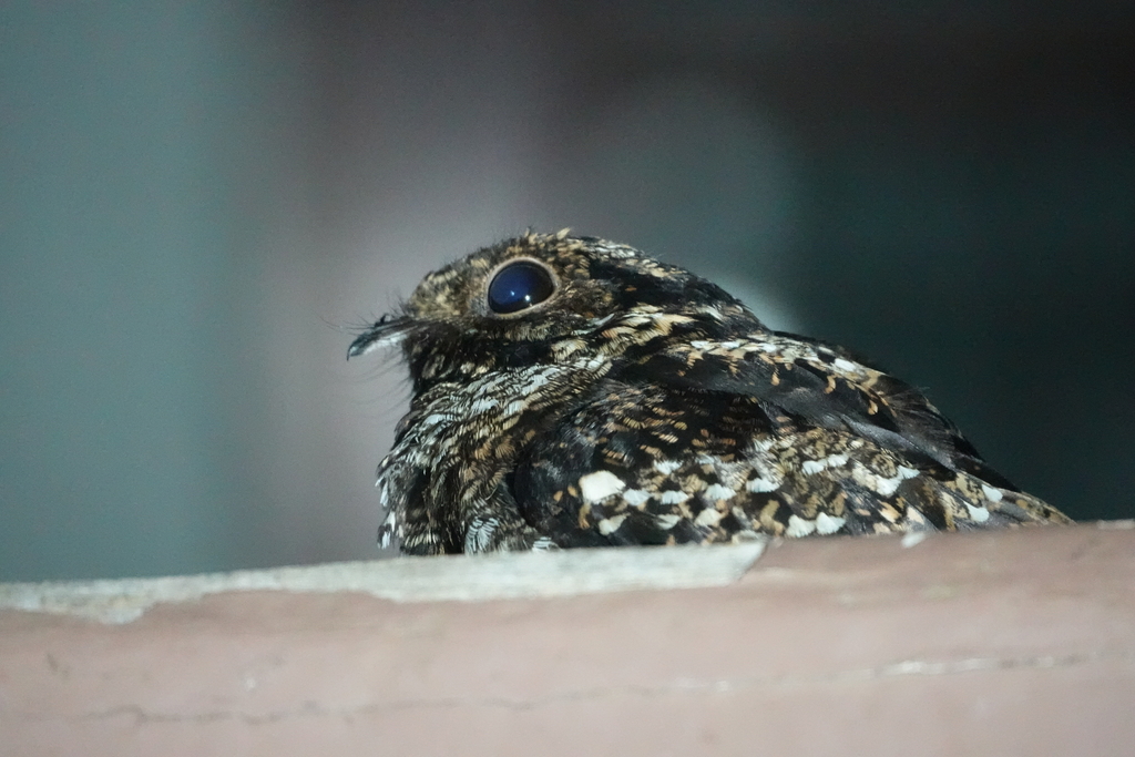 Salvadori’s Nightjar
