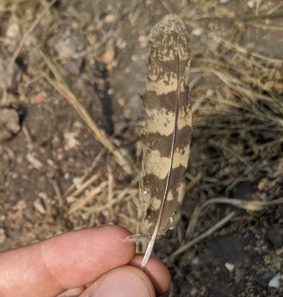 Long-tailed Nightjar
