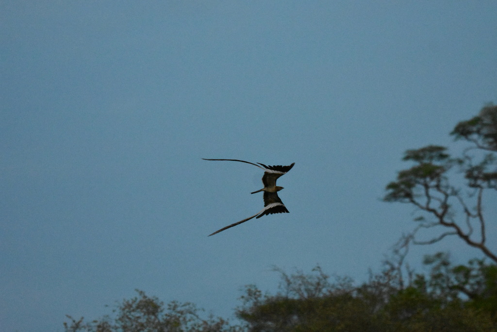 Pennant-winged Nightjar