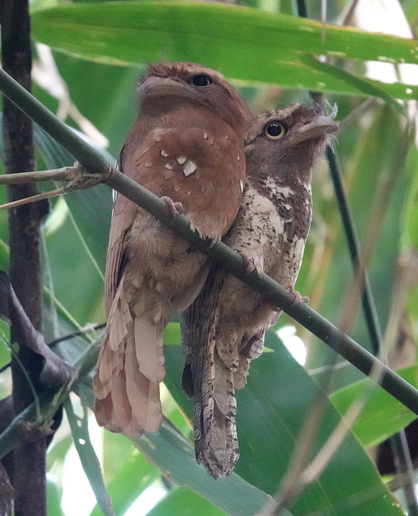Javan Frogmouth