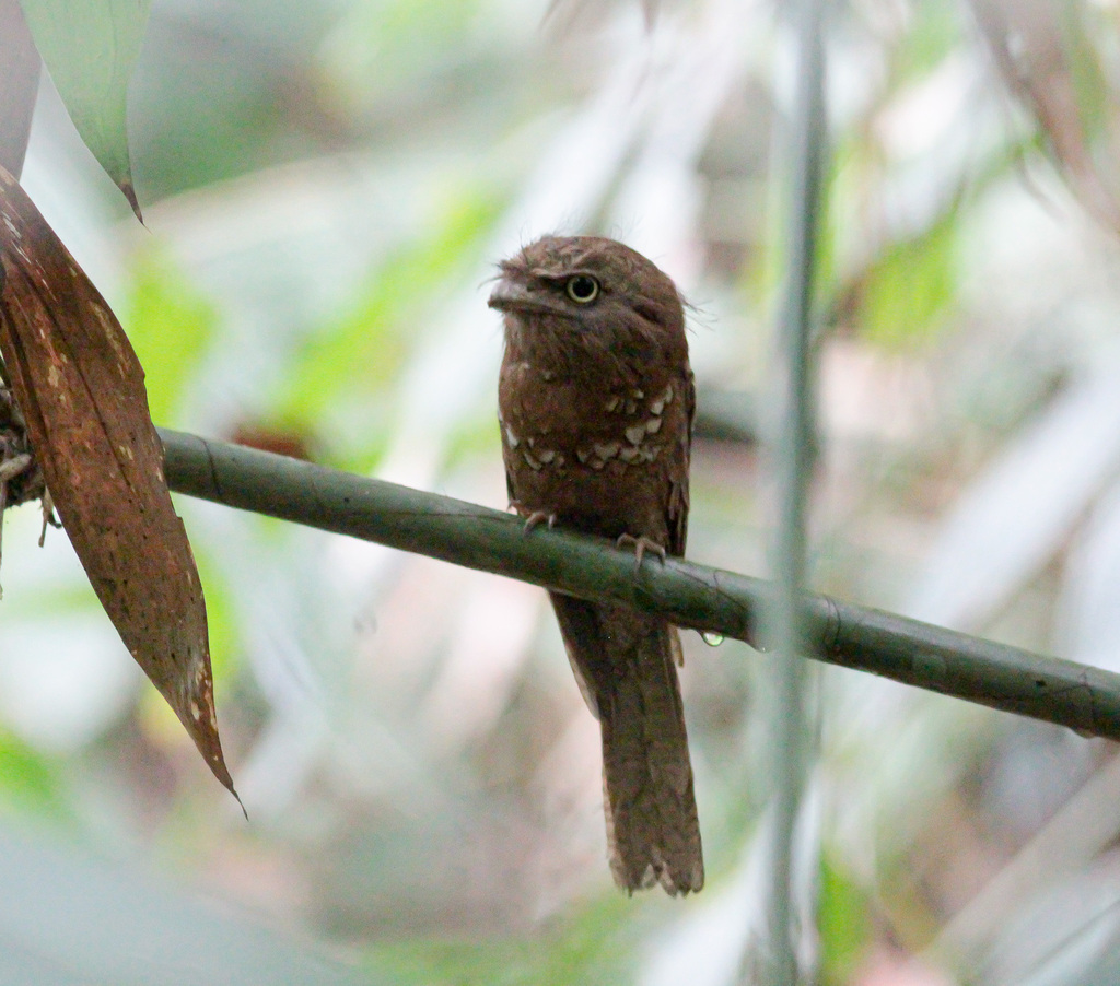 Blyth’s Frogmouth
