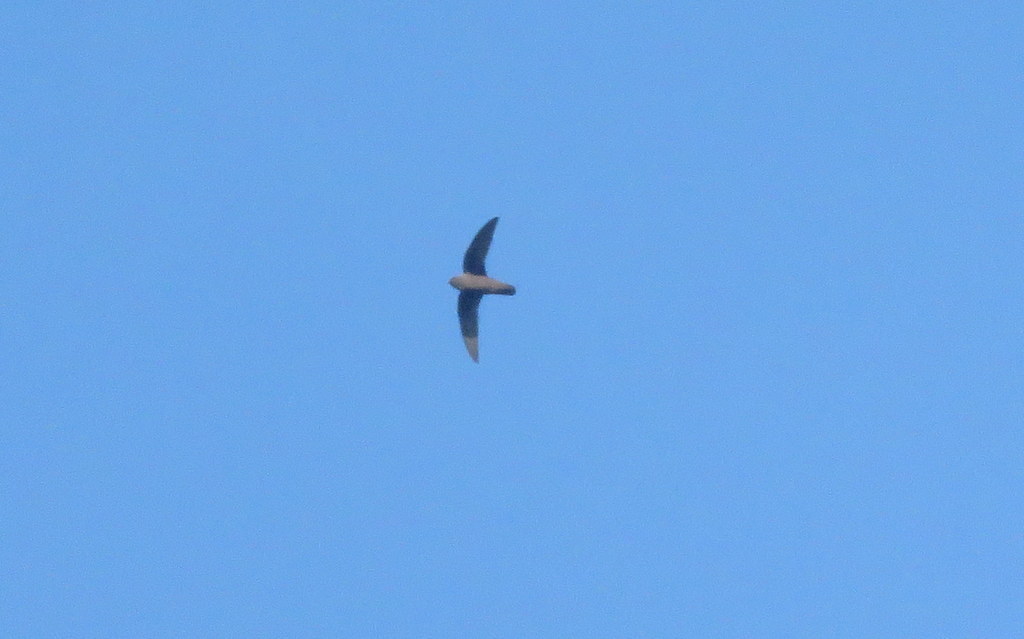 Rothschild’s Swift