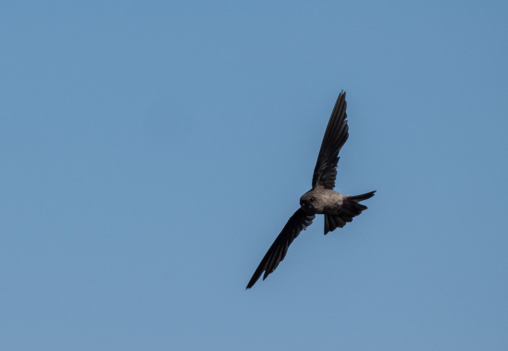 Volcano Swiftlet