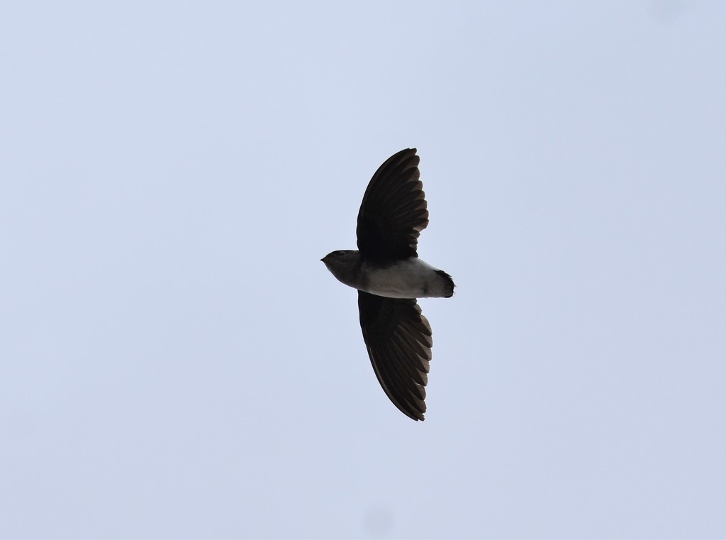 Böhm’s Spinetail