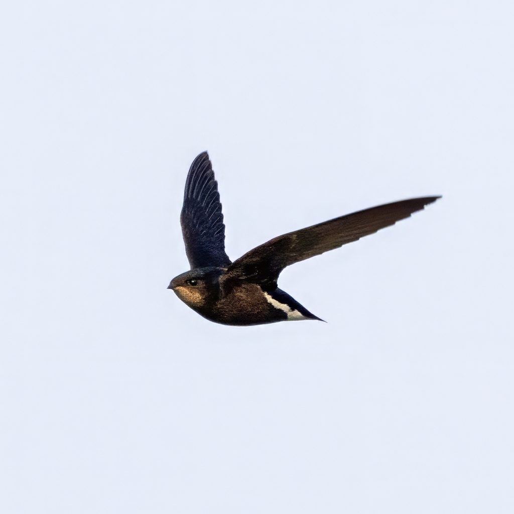 Silver-backed Needletail