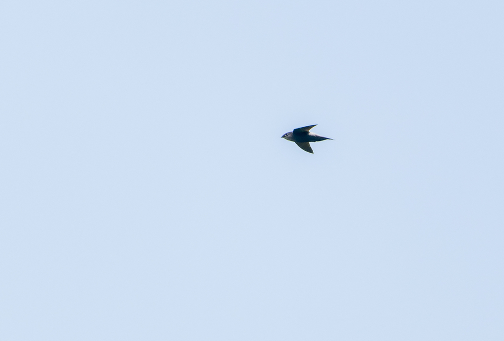 Vencejo Egregio