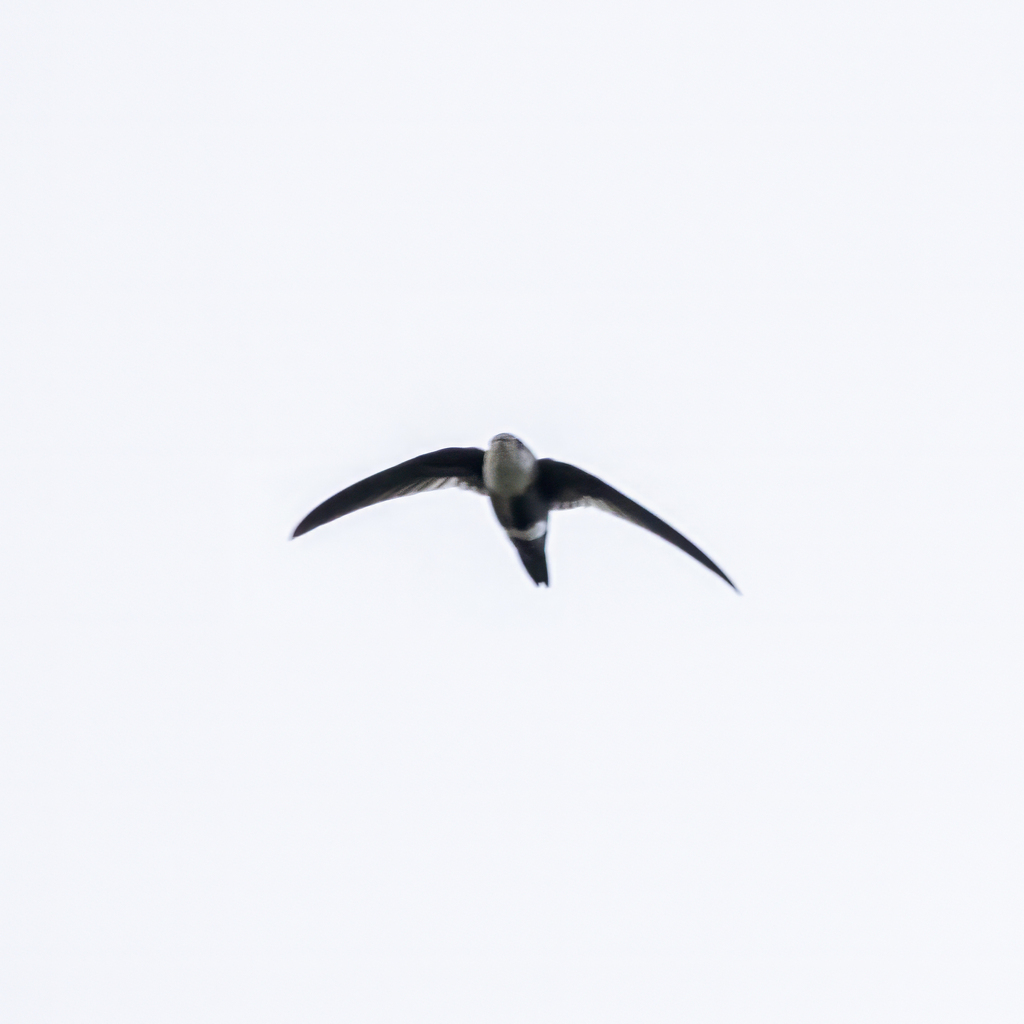 White-tipped Swift