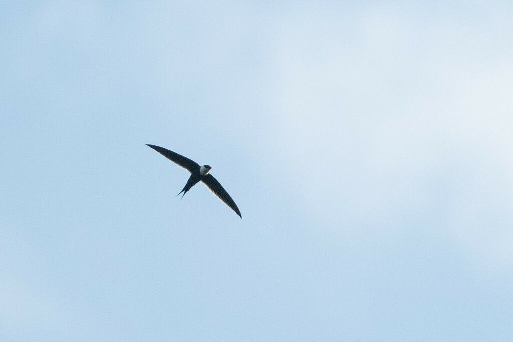 Great Swallow-tailed Swift