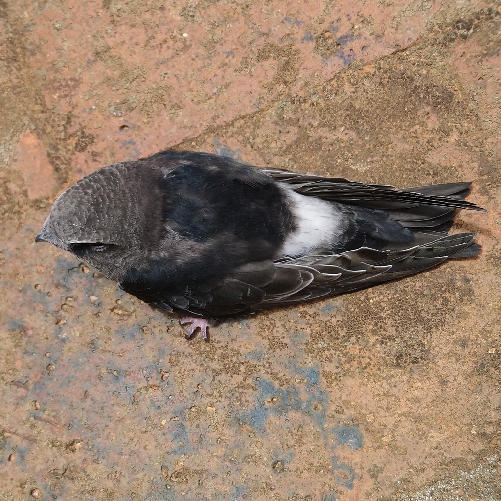 Horus Swift