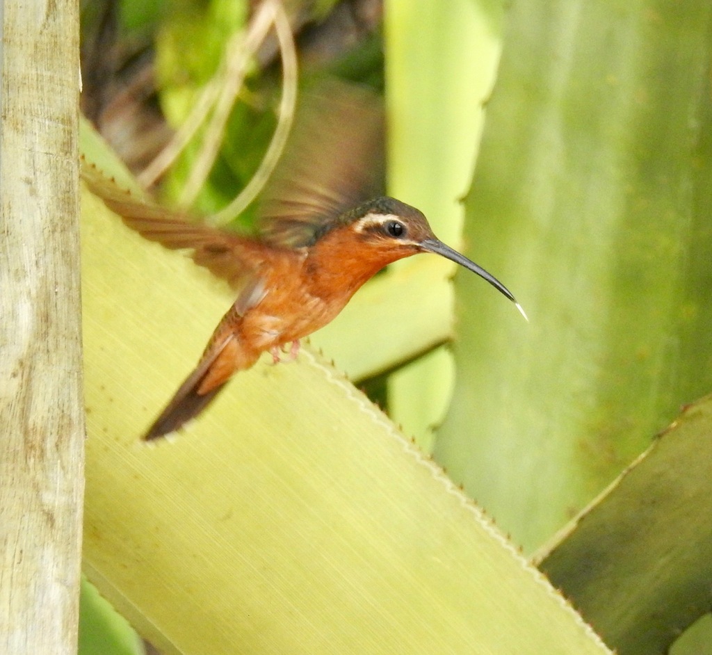 Hook-billed Hermit