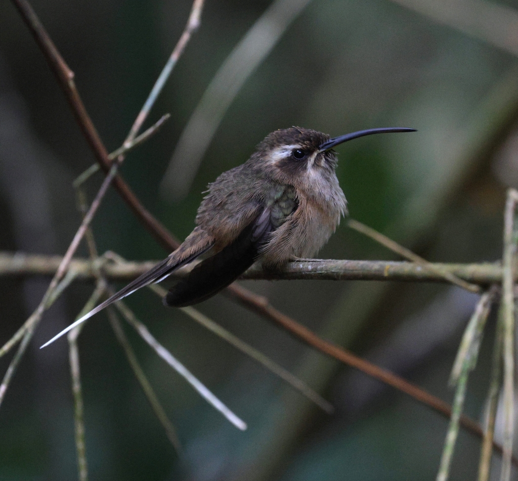 Dusky-throated Hermit