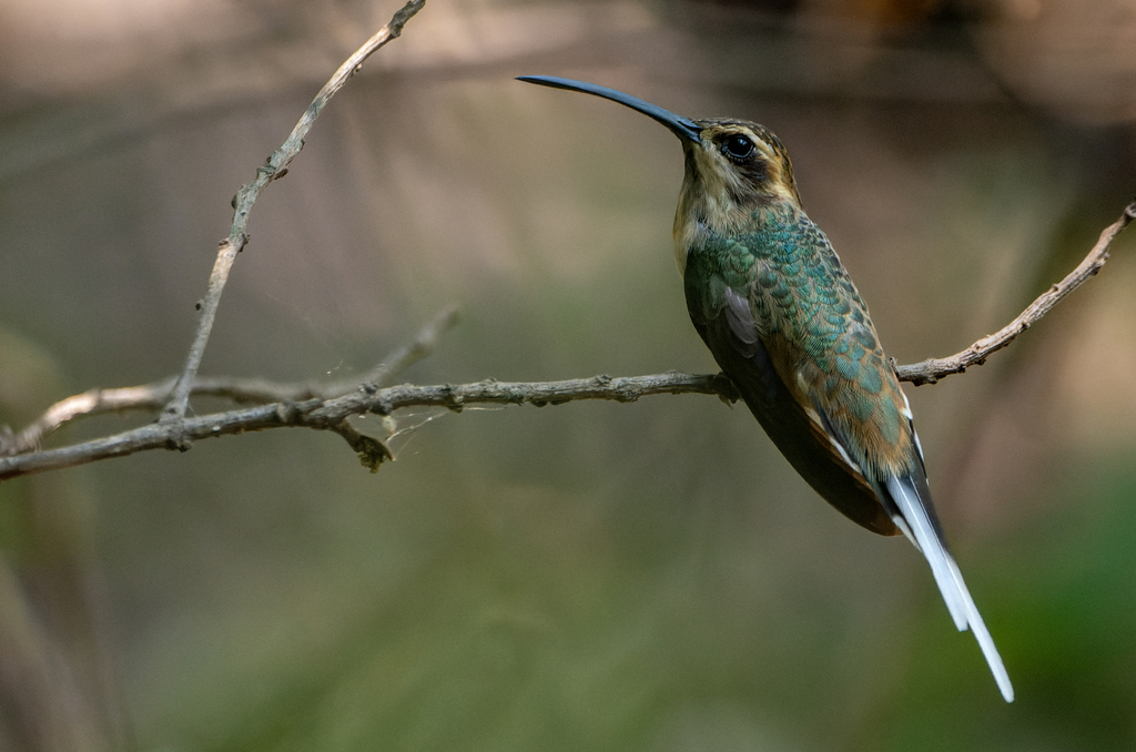 Buff-bellied Hermit