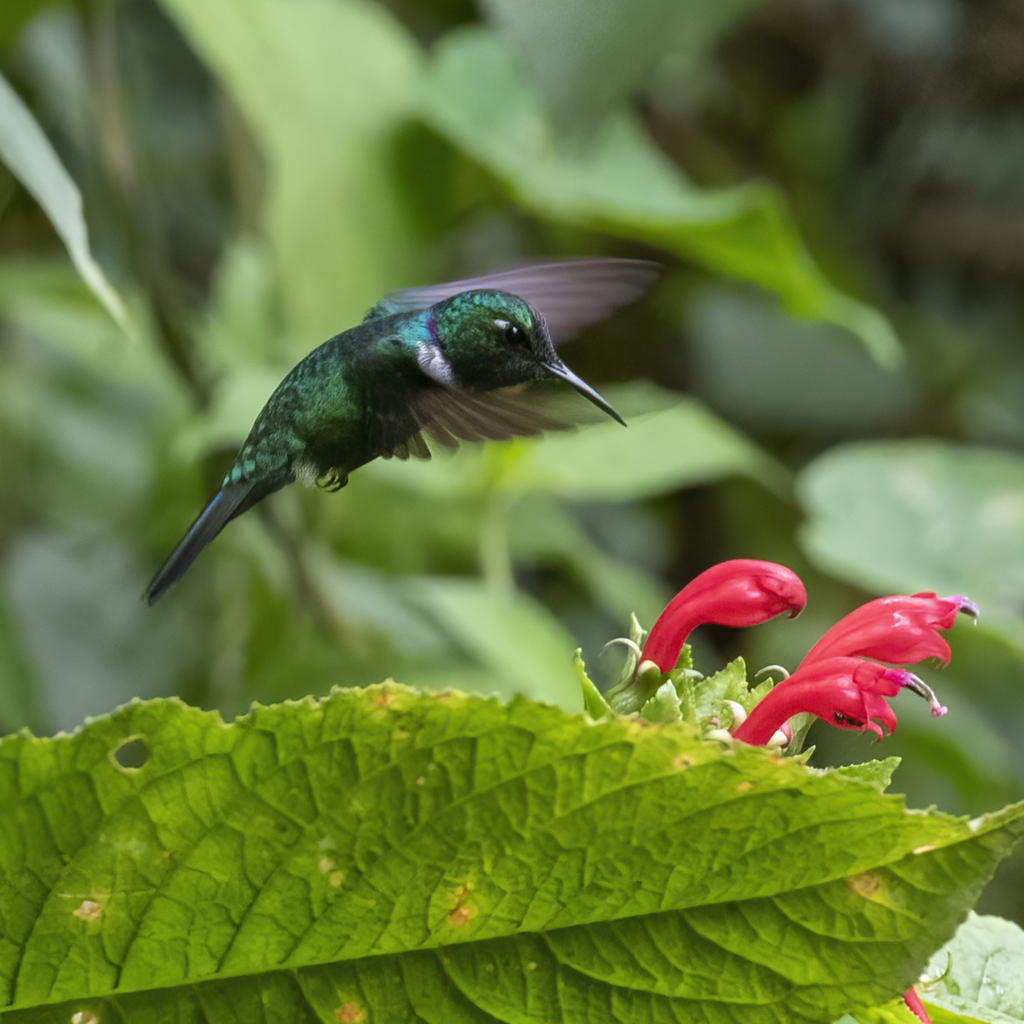 White-throated Daggerbill