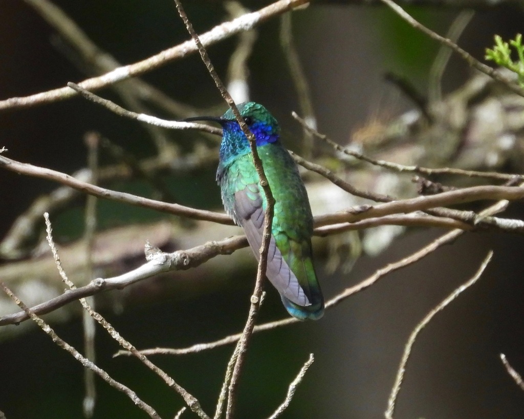 Mexican Violetear