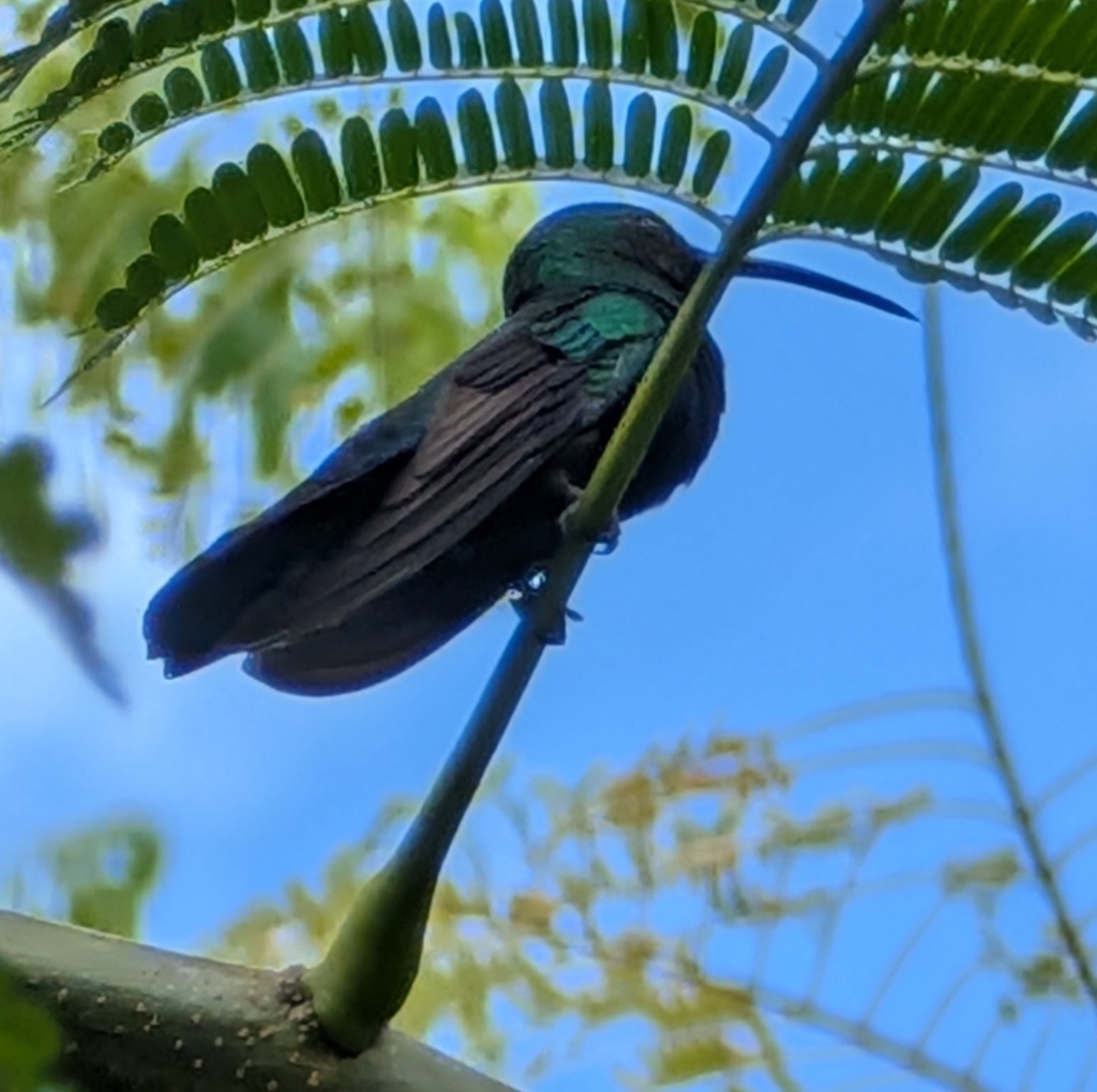 Green-throated Carib