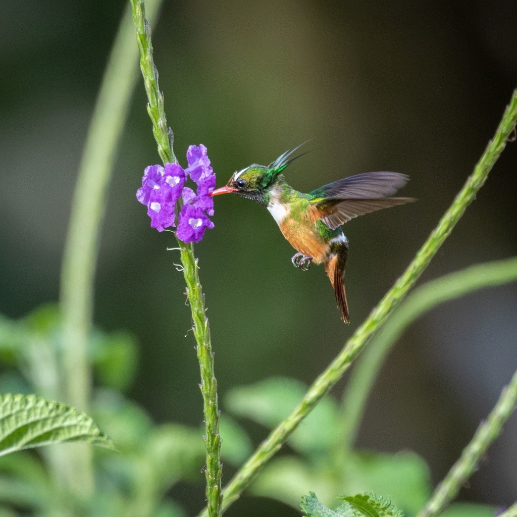 White-crested Coquette