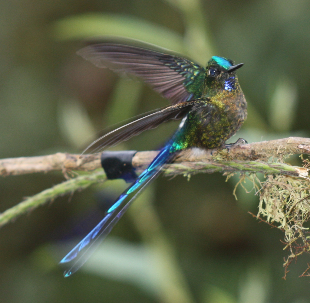 Violet-tailed Sylph