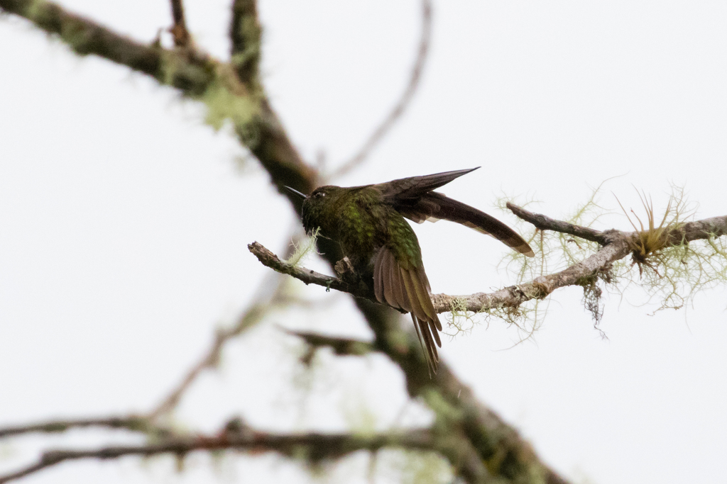 Rufous-capped Thornbill