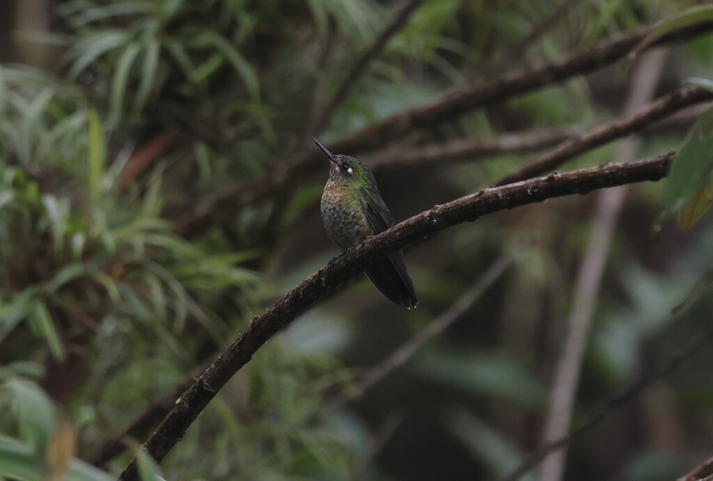 Scaled Metaltail