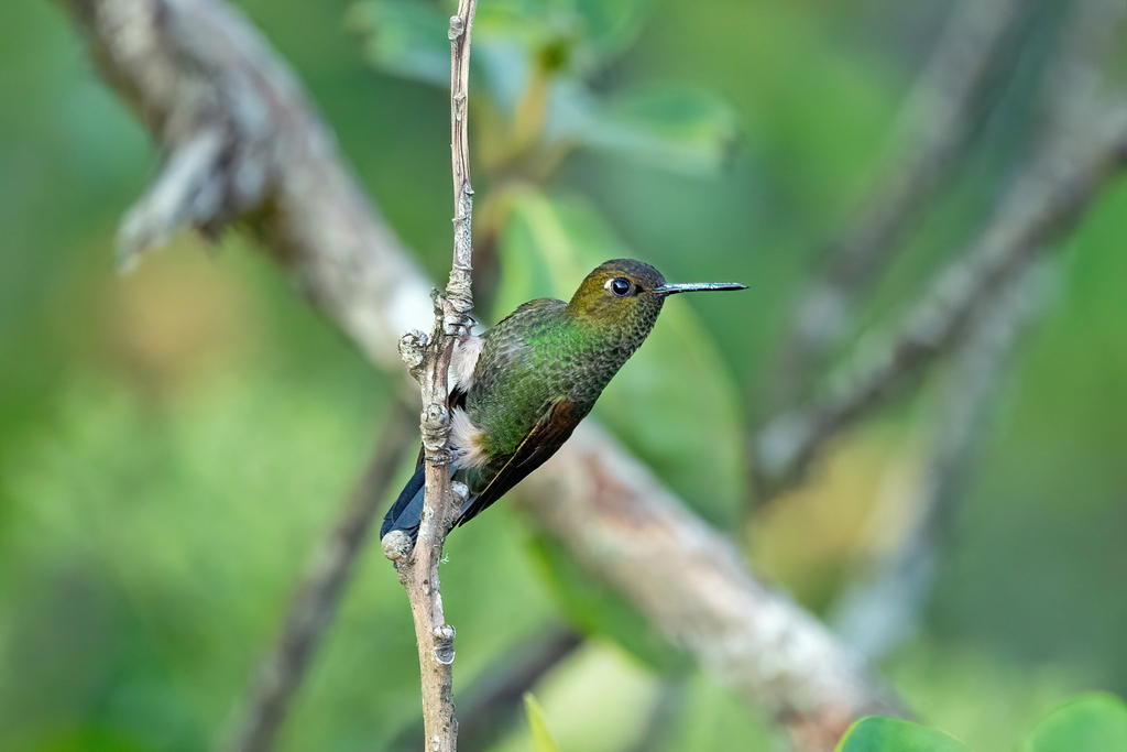Buff-thighed Puffleg