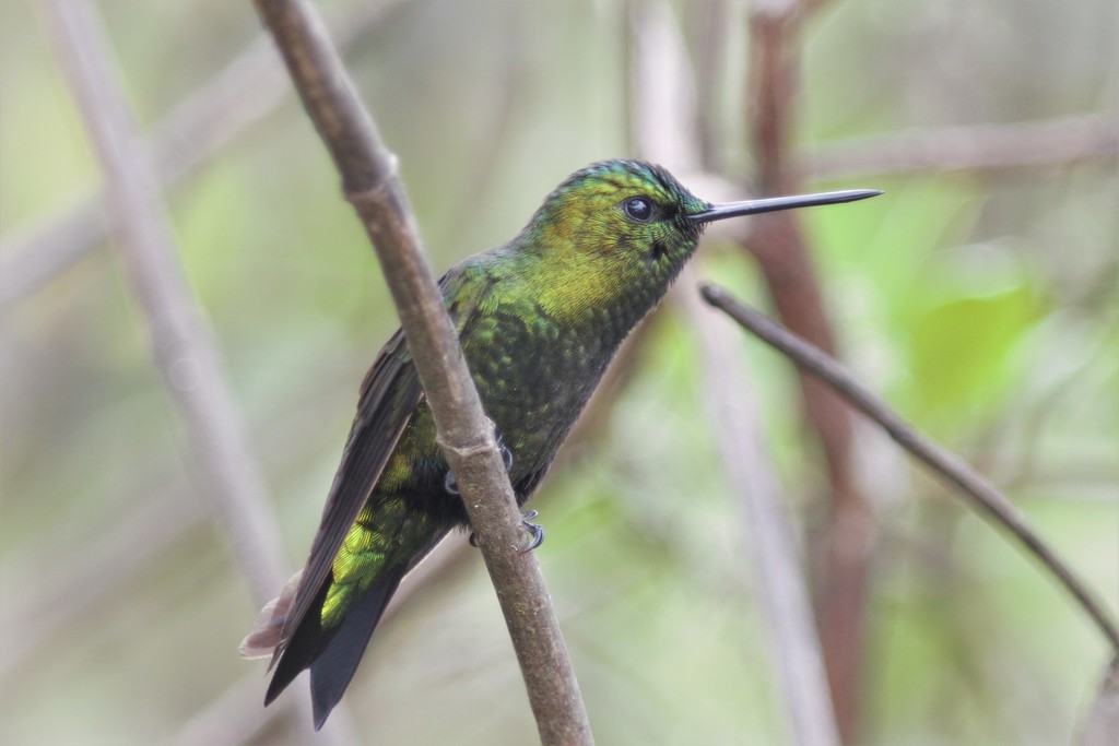 Black-thighed Puffleg