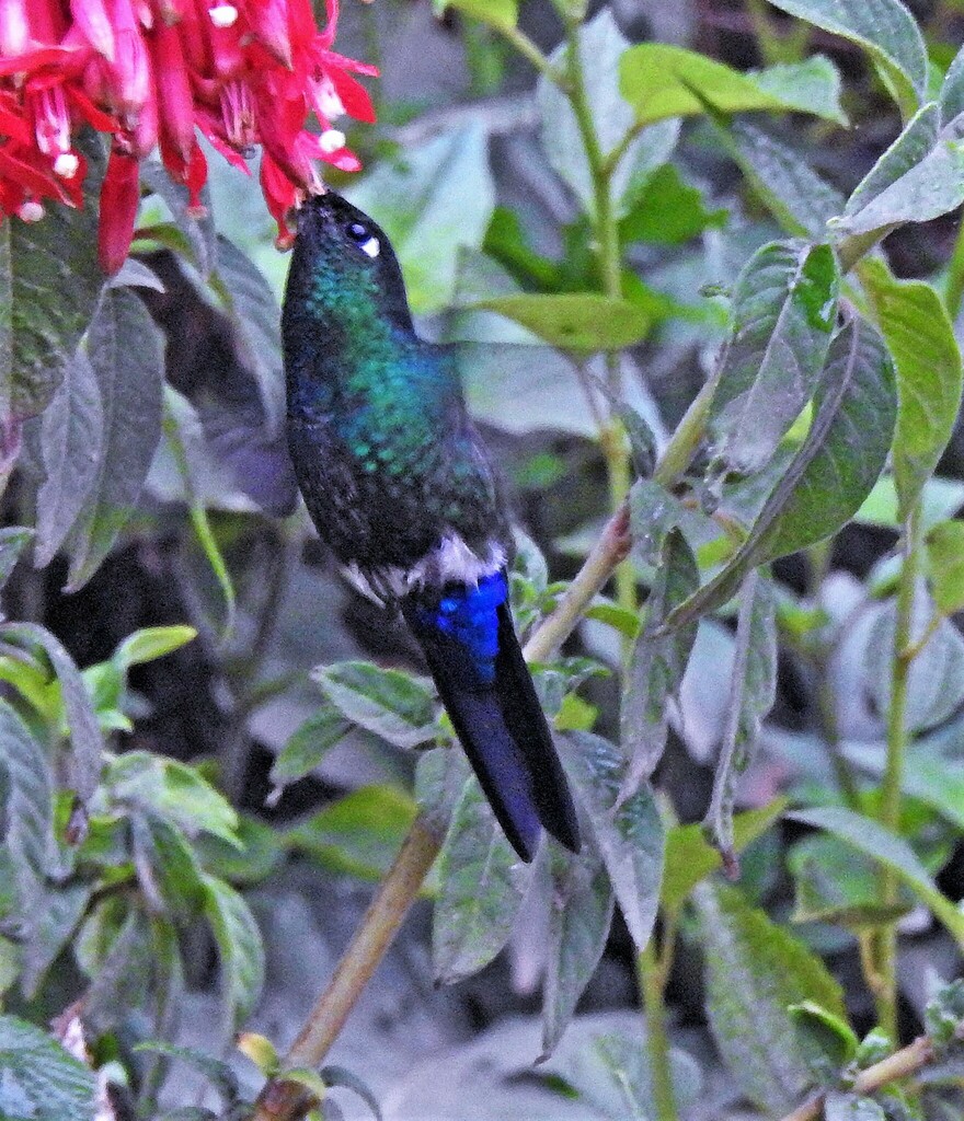 Blue-capped Puffleg