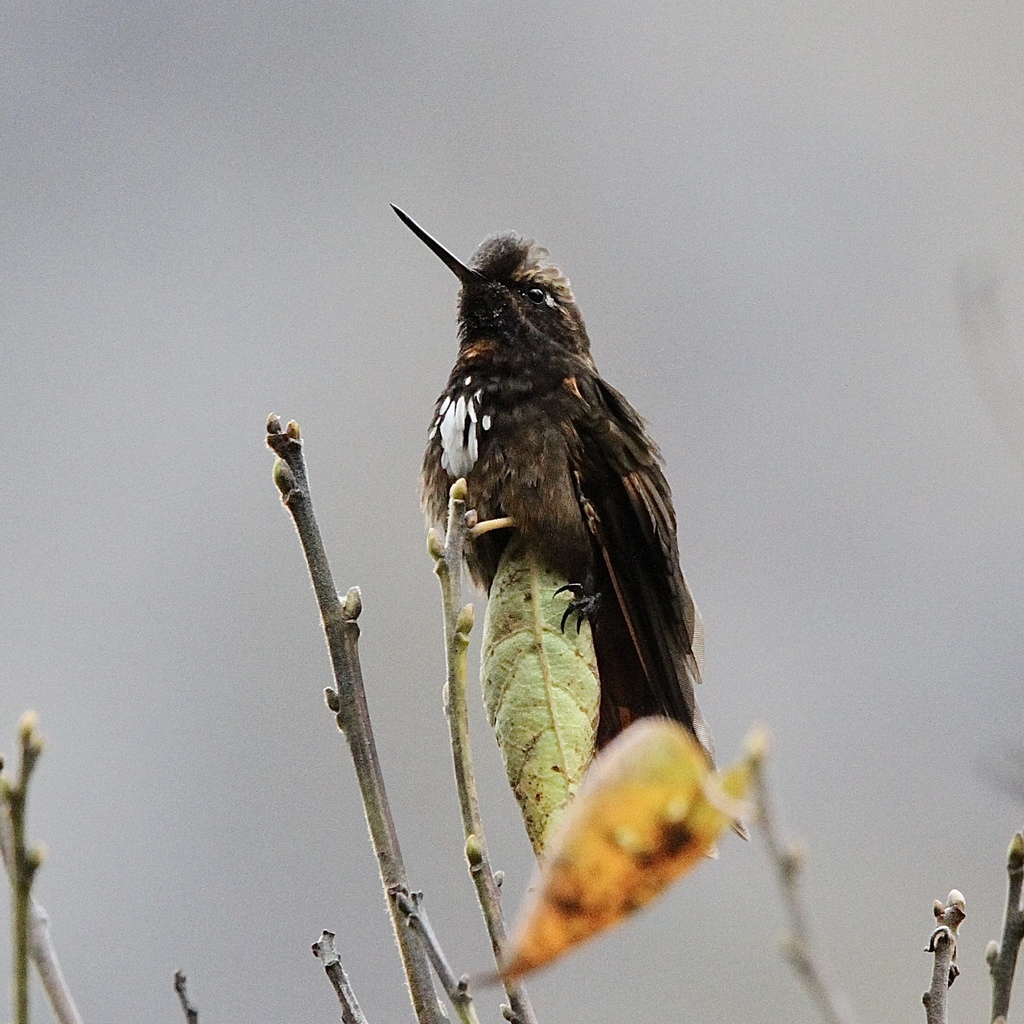 White-tufted Sunbeam