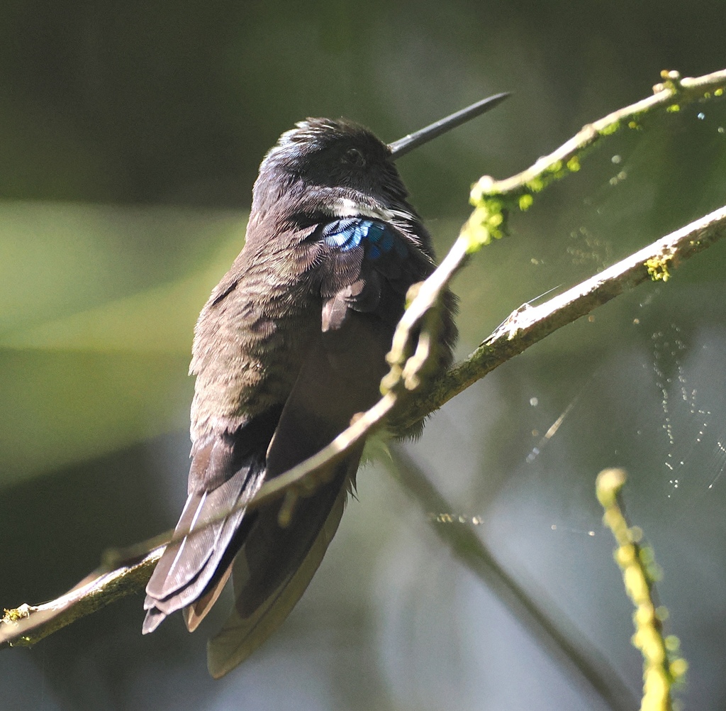 Black Inca