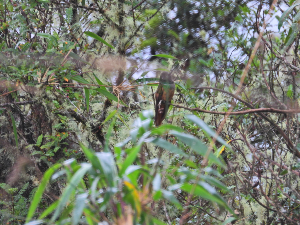 Violet-throated Starfrontlet