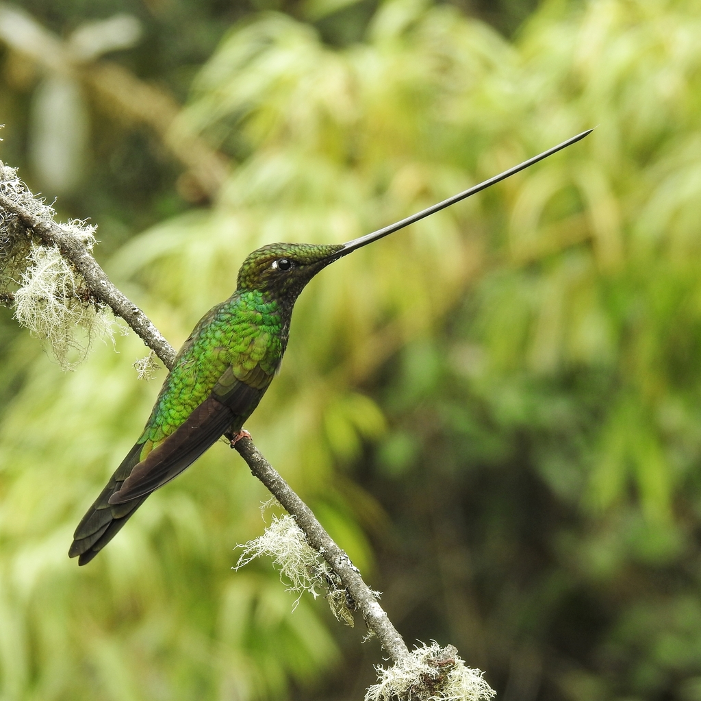 Sword-billed Hummingbird