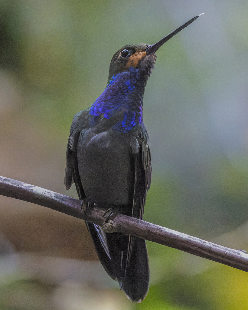 Rufous-gaped Hillstar