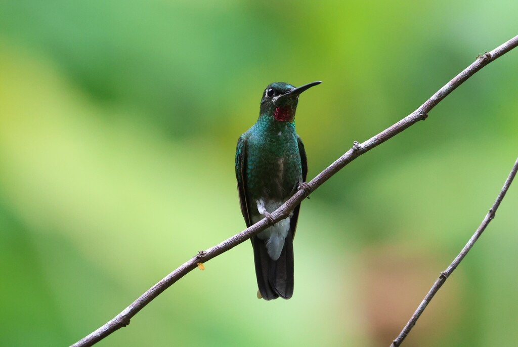 Pink-throated Brilliant